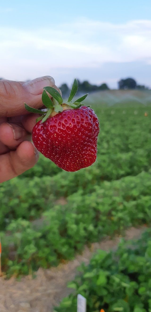 strawberry.jpg