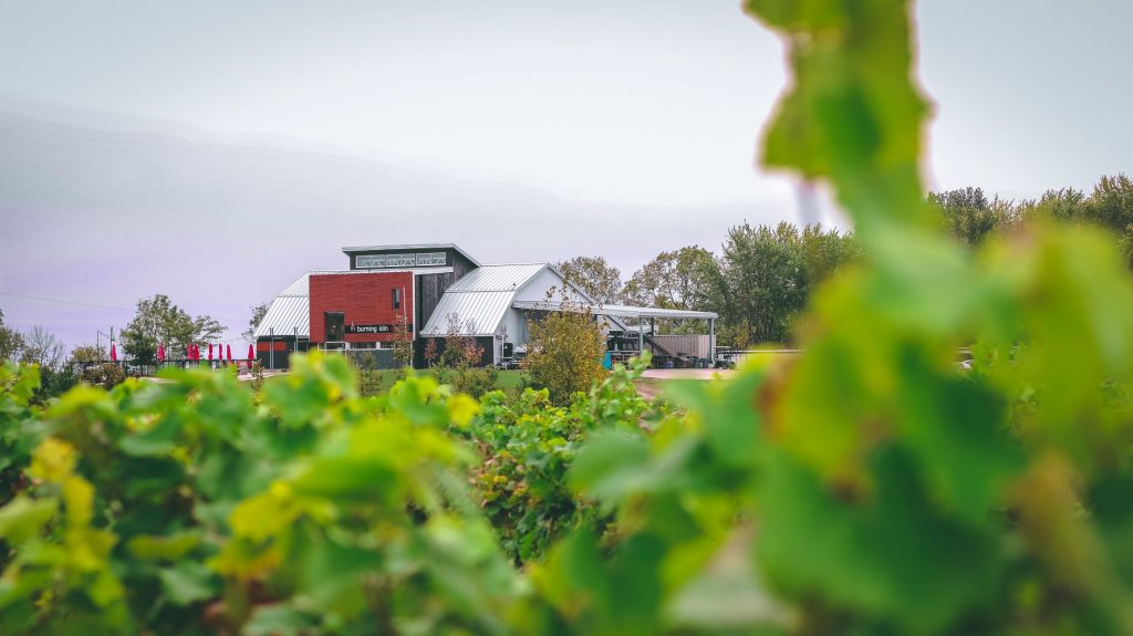 BKW from Vineyards.jpg